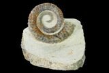 Early Devonian Ammonite (Anetoceras) - Tazarine, Morocco #154312-1
